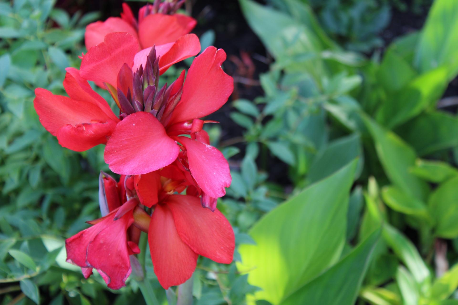 red flower green free photo