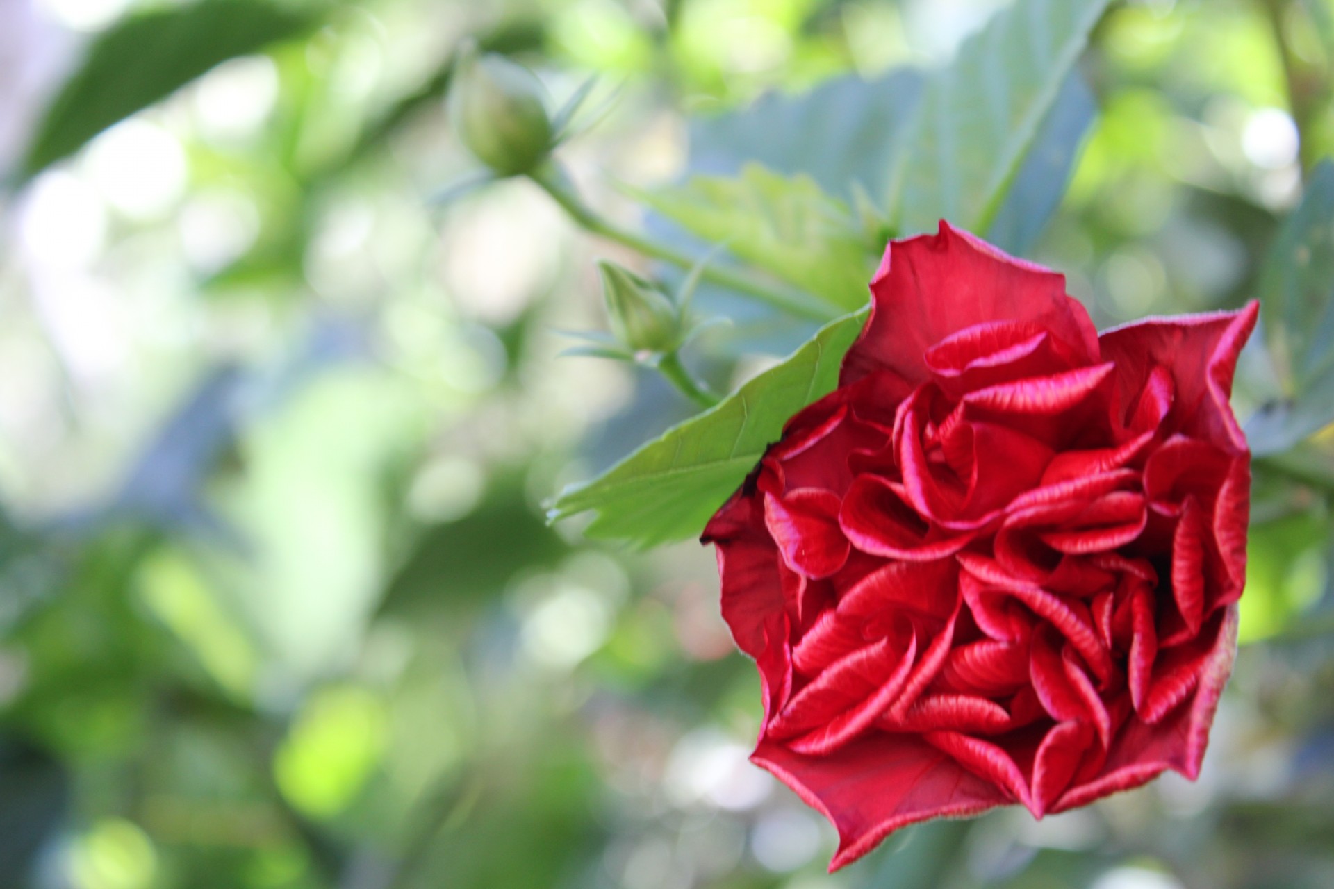 red flower stems curly flower free photo