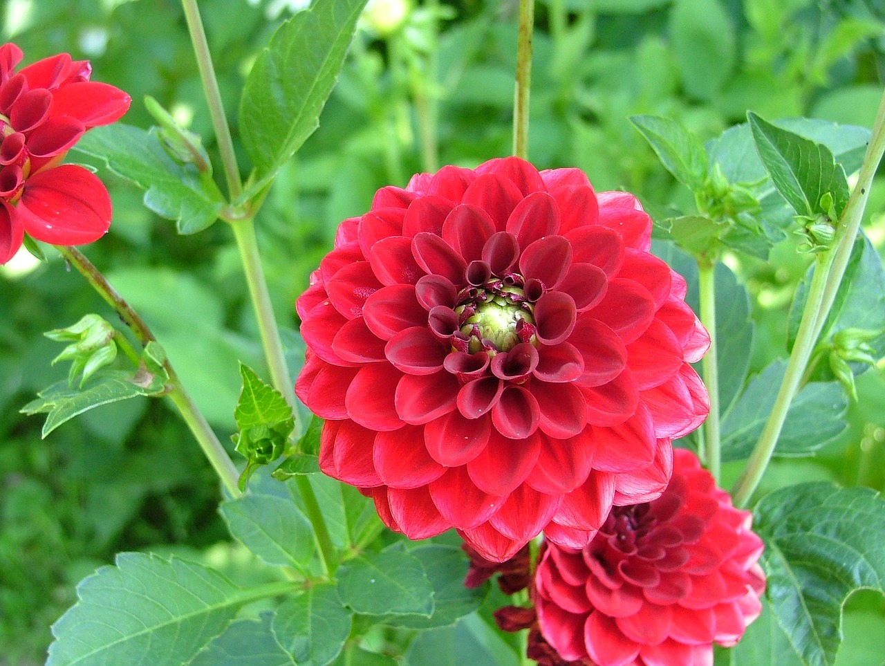 red flower red dahlia flowering free photo