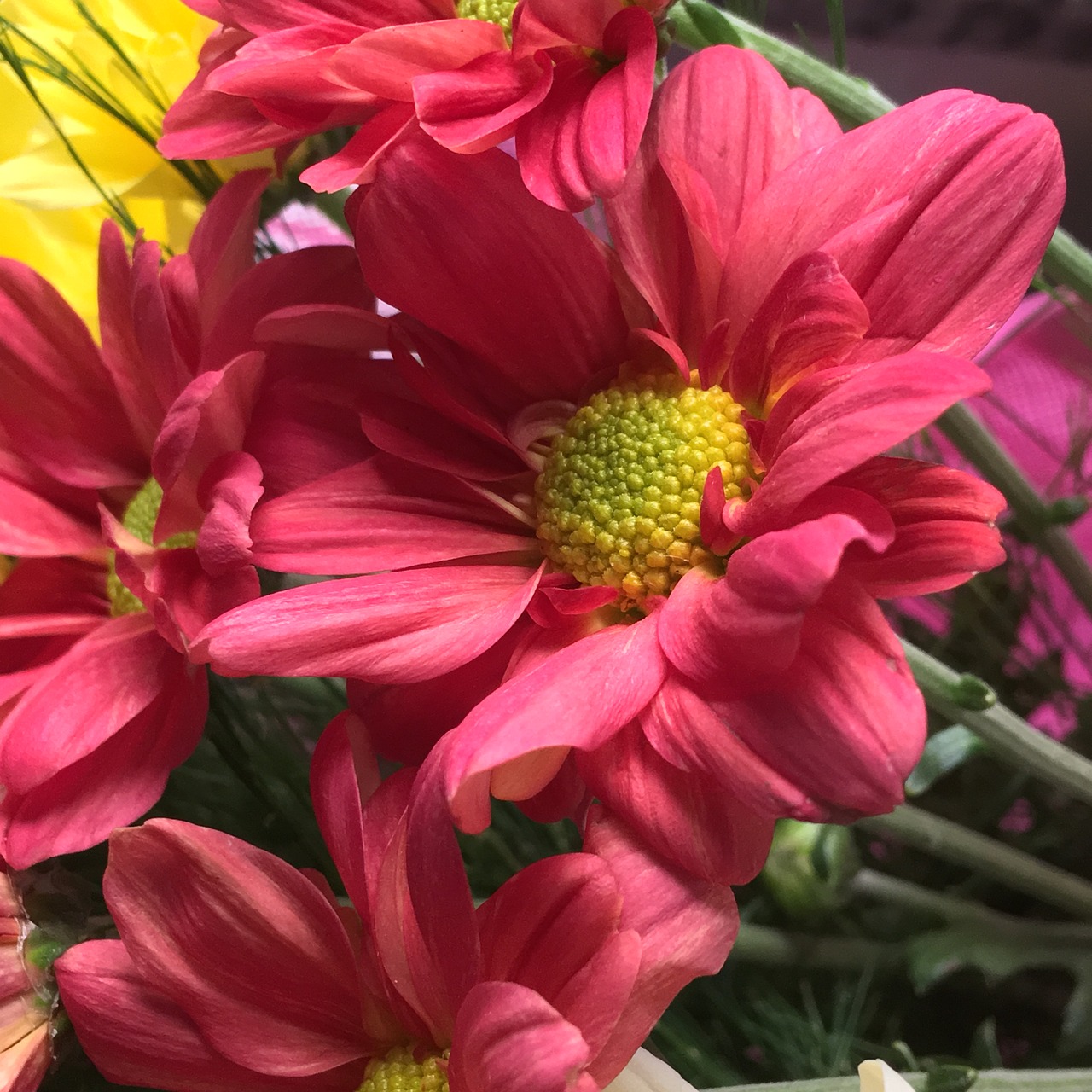 red flower red petals red free photo