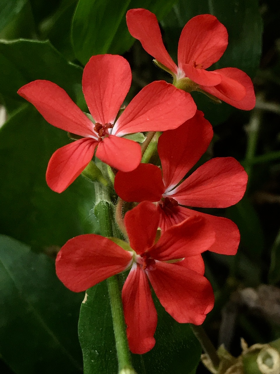 red flower small flowers small flower free photo