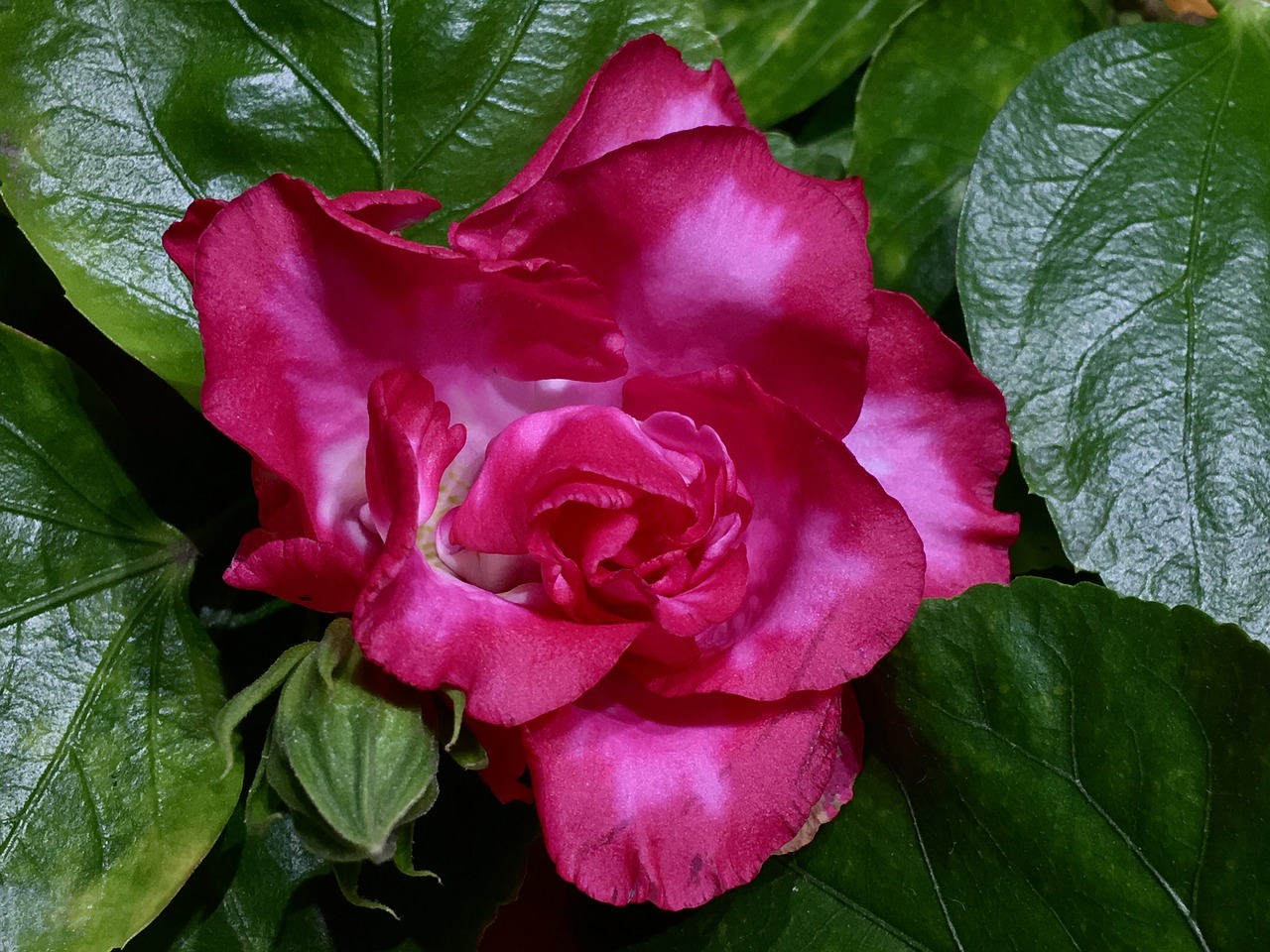 red flower  leaves  nature free photo