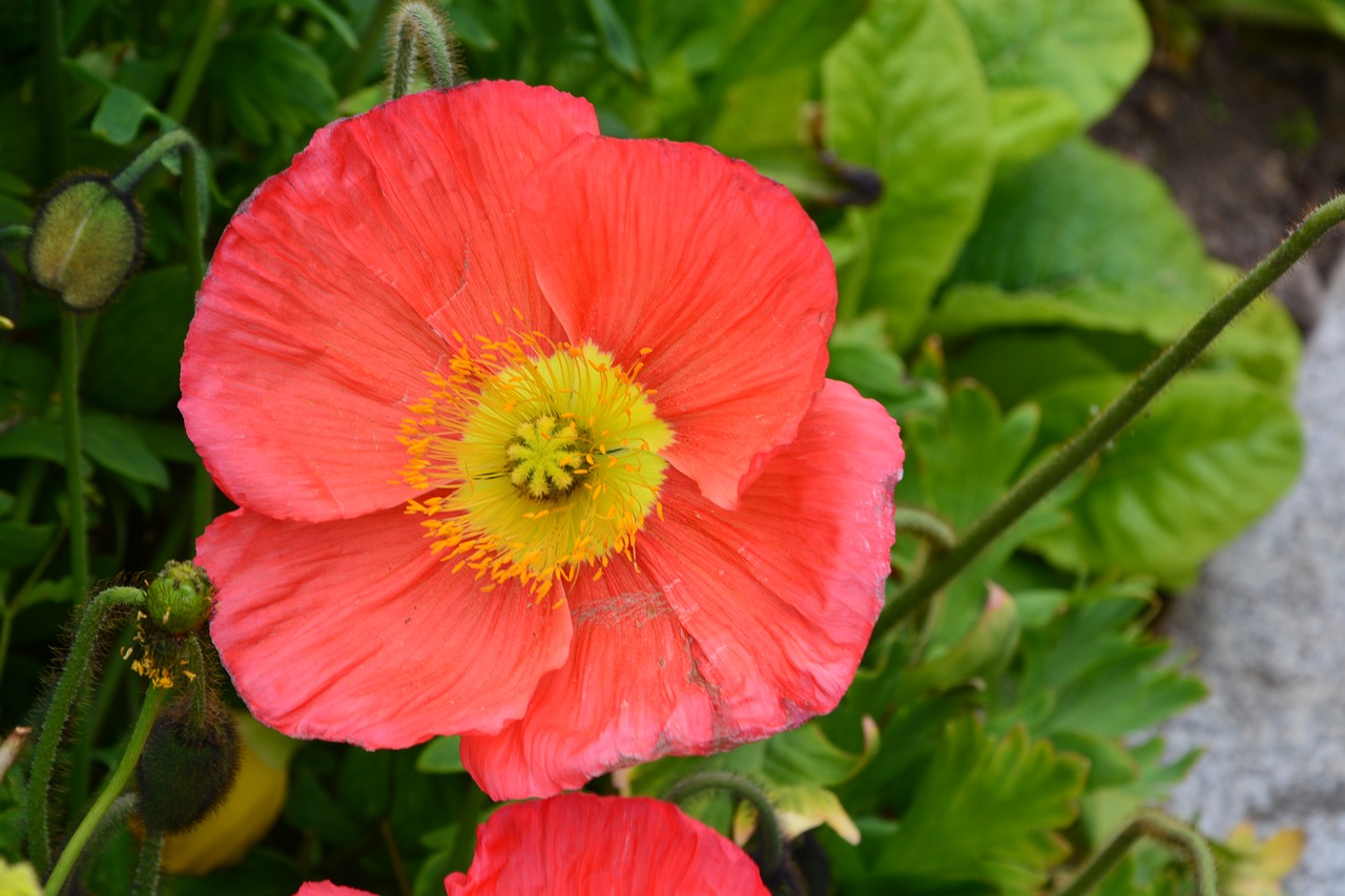 red flower  green leaf  garden free photo