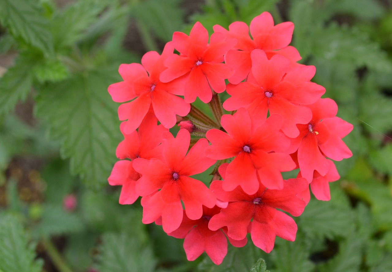 red flower  blossom  bloom free photo