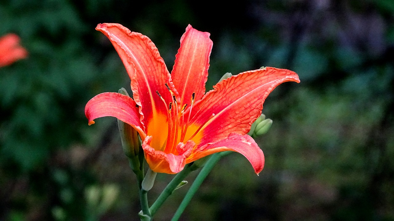 red flower  flower bed  bright free photo