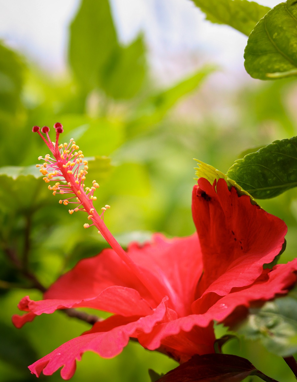 red flower  flower  plant free photo