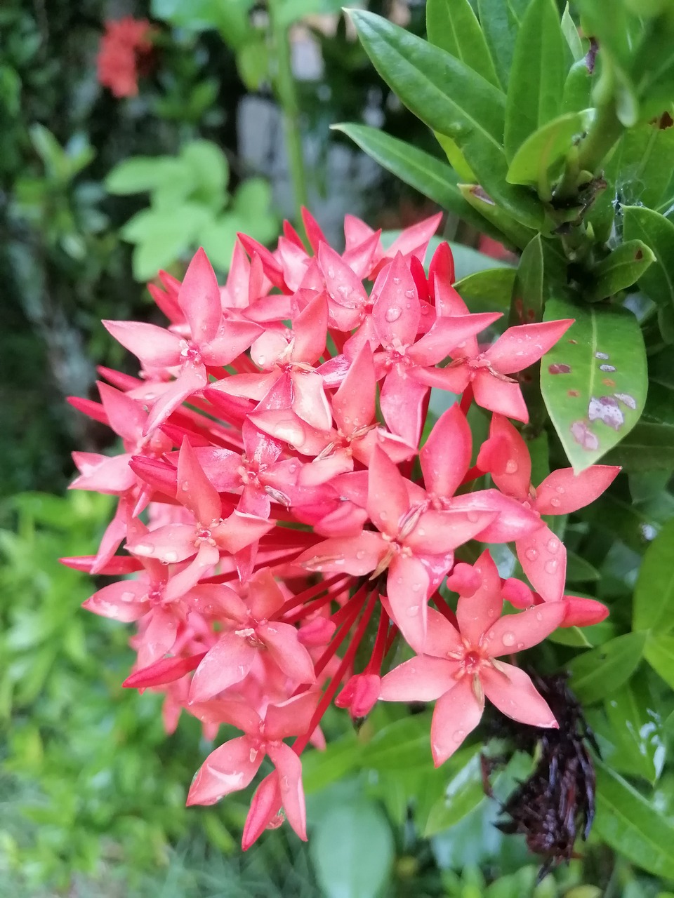 red flower  beautiful  nature free photo