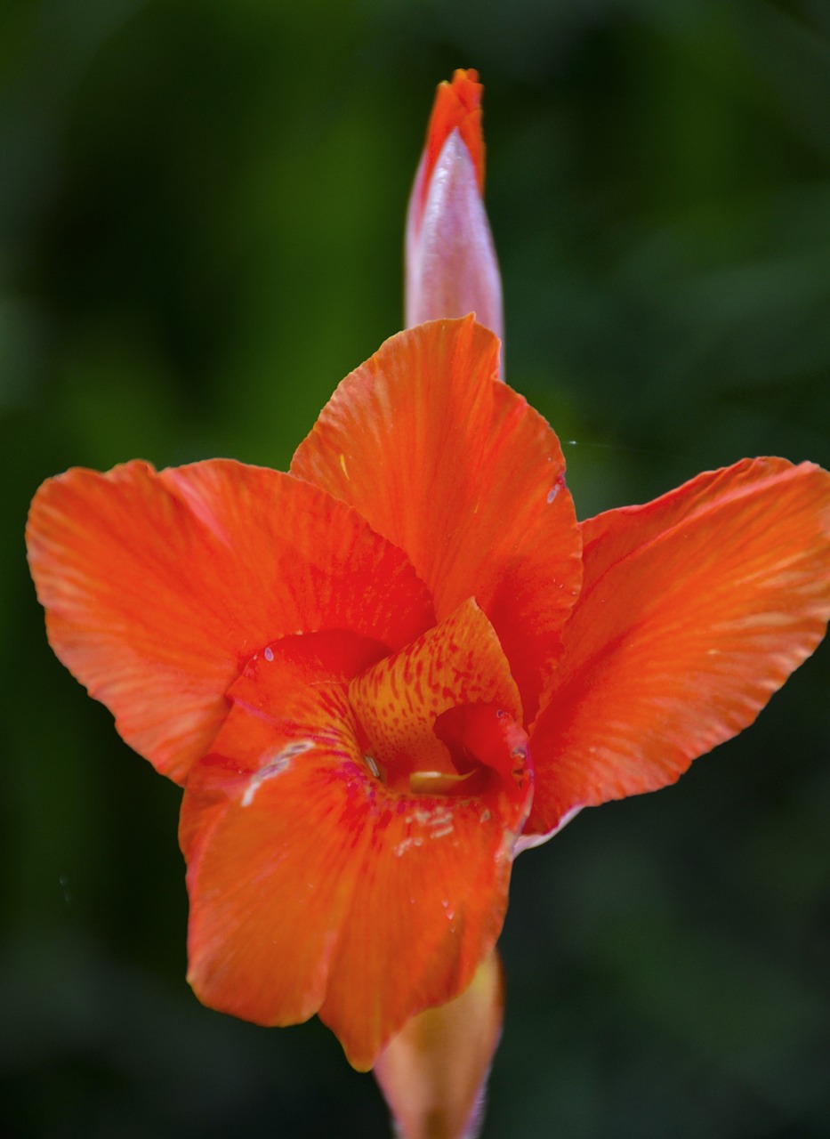 red flower  close up  red free photo