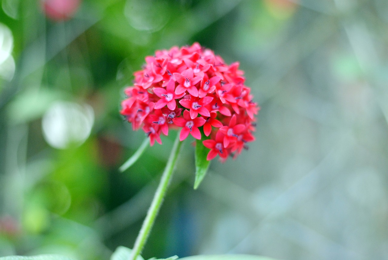 red flower  blossom  garden free photo