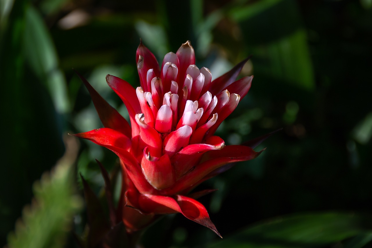 red flower  botanical garden  light free photo