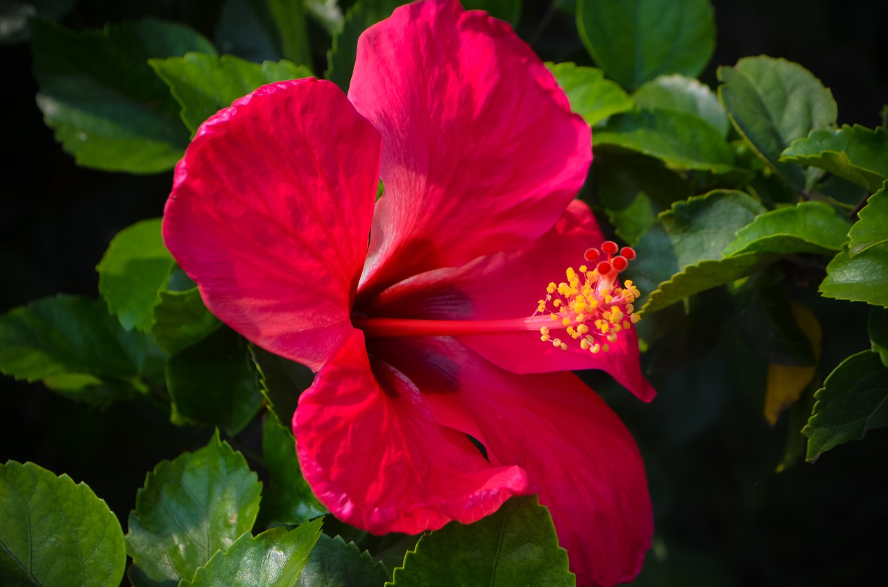 red flower  flower  garden free photo