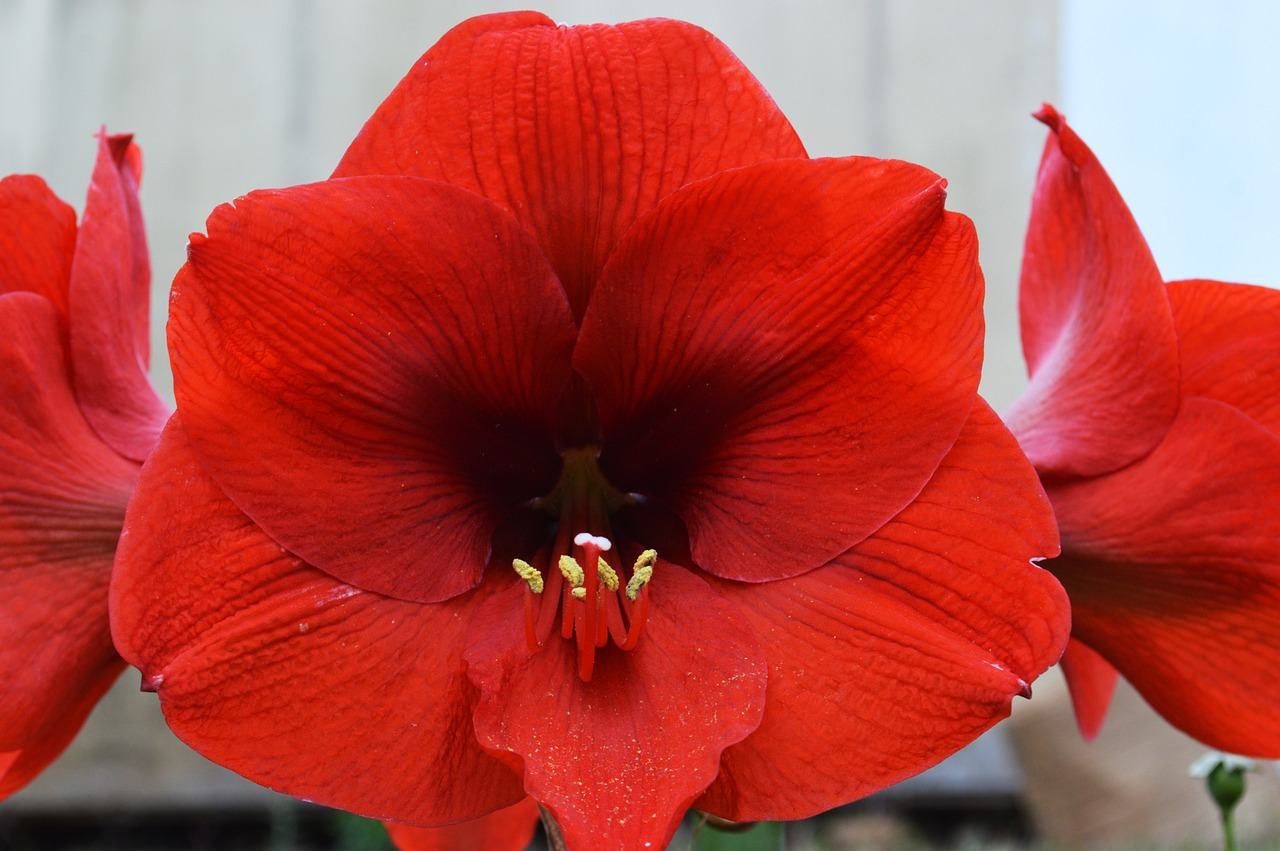 red flower  lily  red free photo