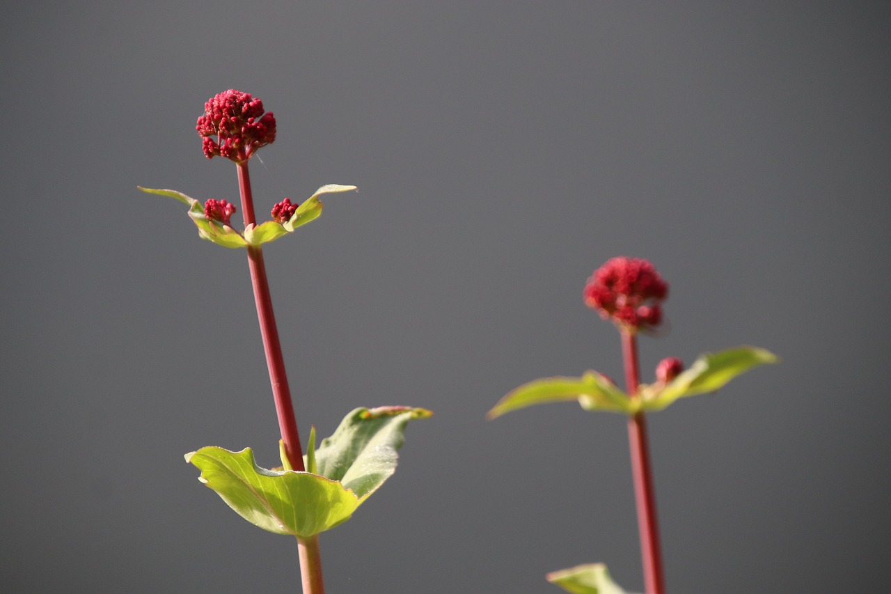 red flower  spring  flowers free photo