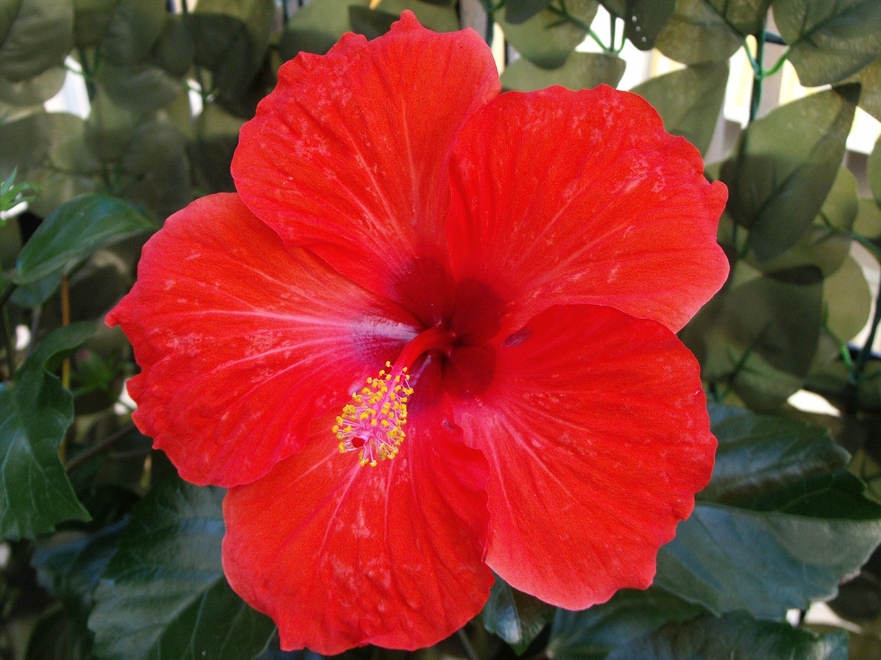 red flower hibiscus colorful free photo