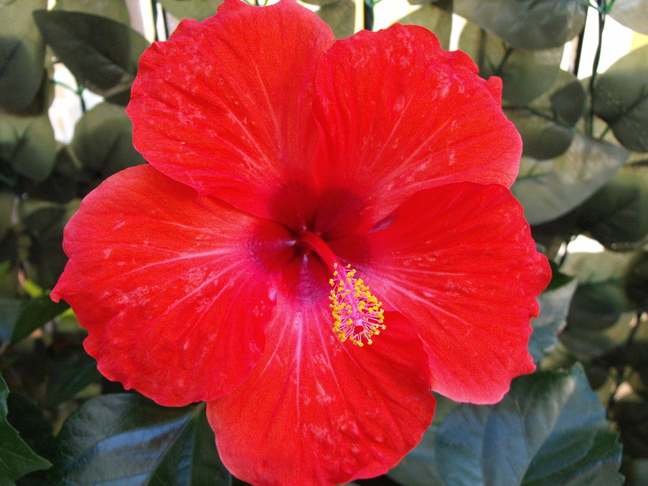 red flower hibiscus colorful free photo