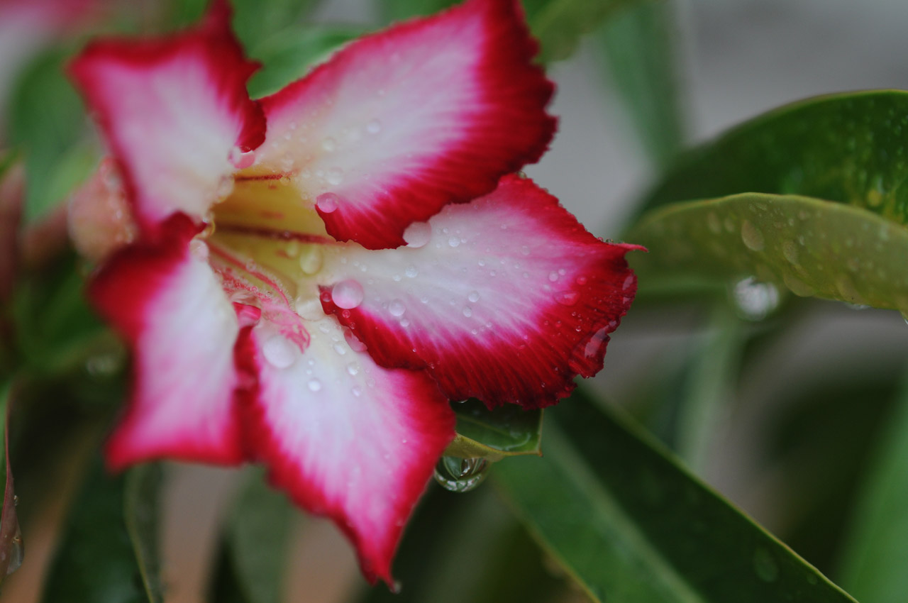 red flower fresh free photo