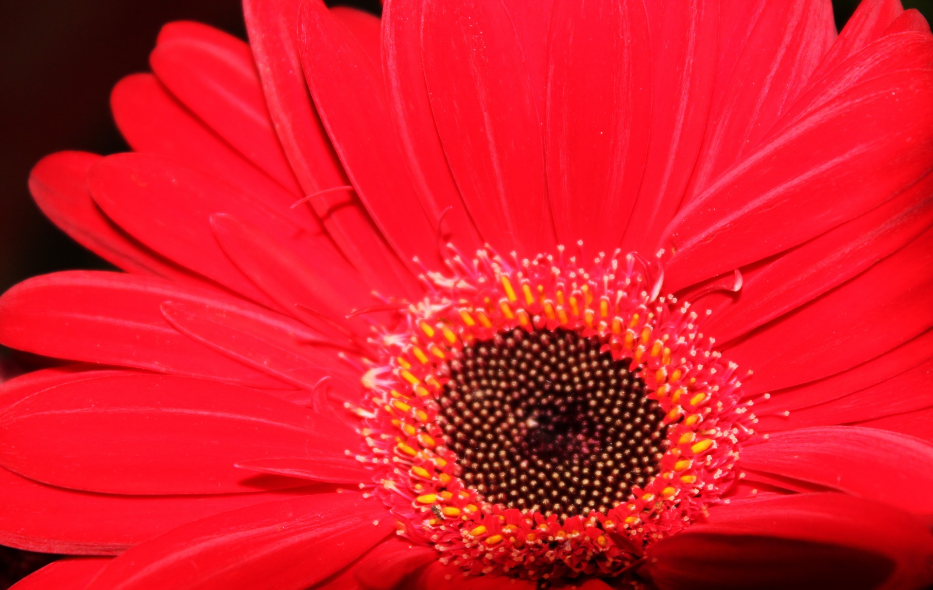 red flower red petals petals free photo