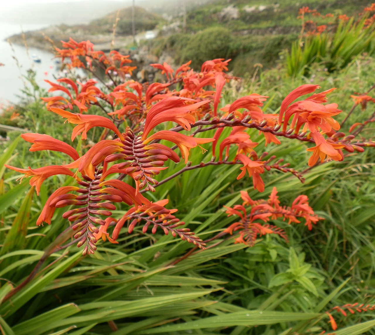 red flower nature flowers free photo