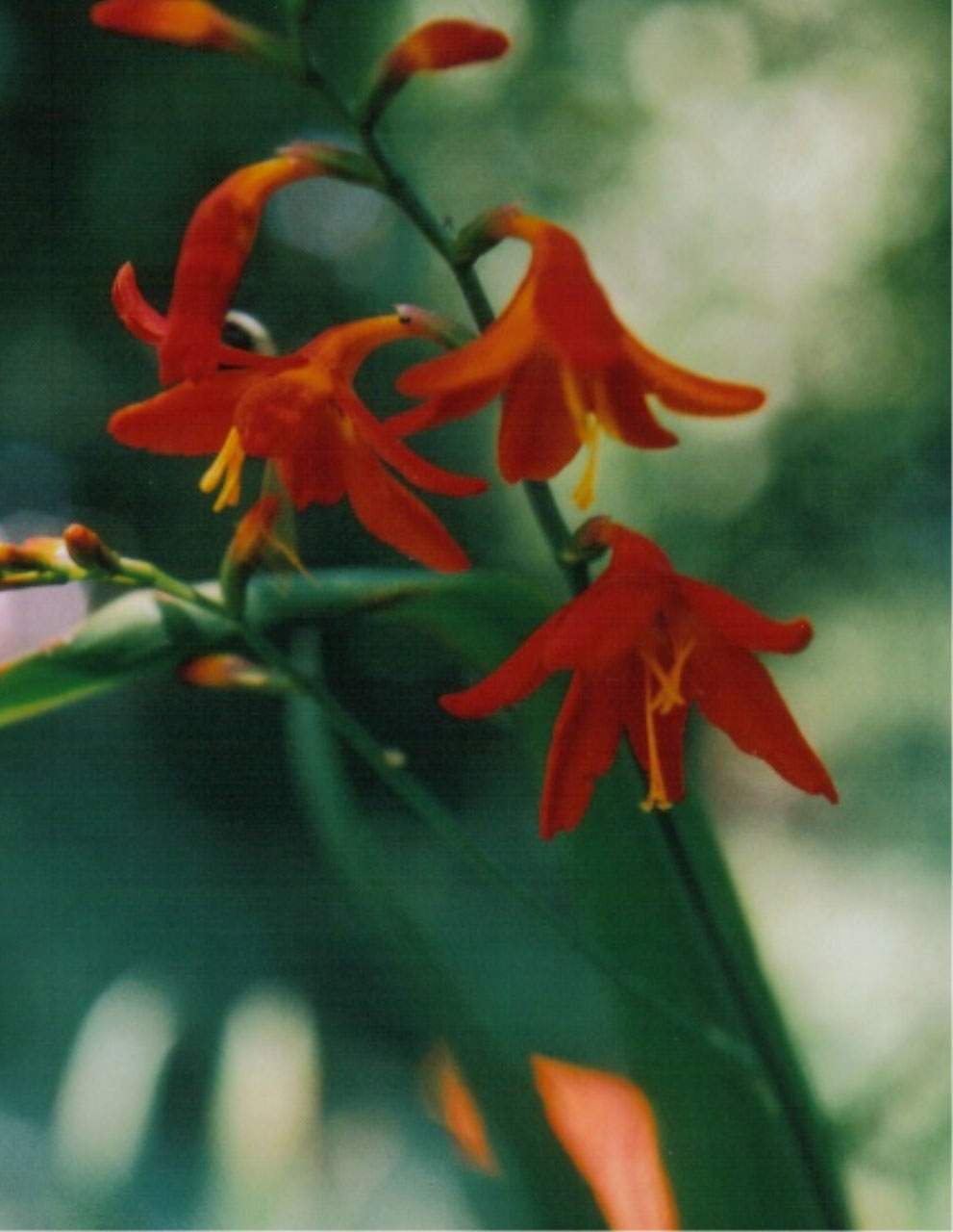 flower red plant free photo