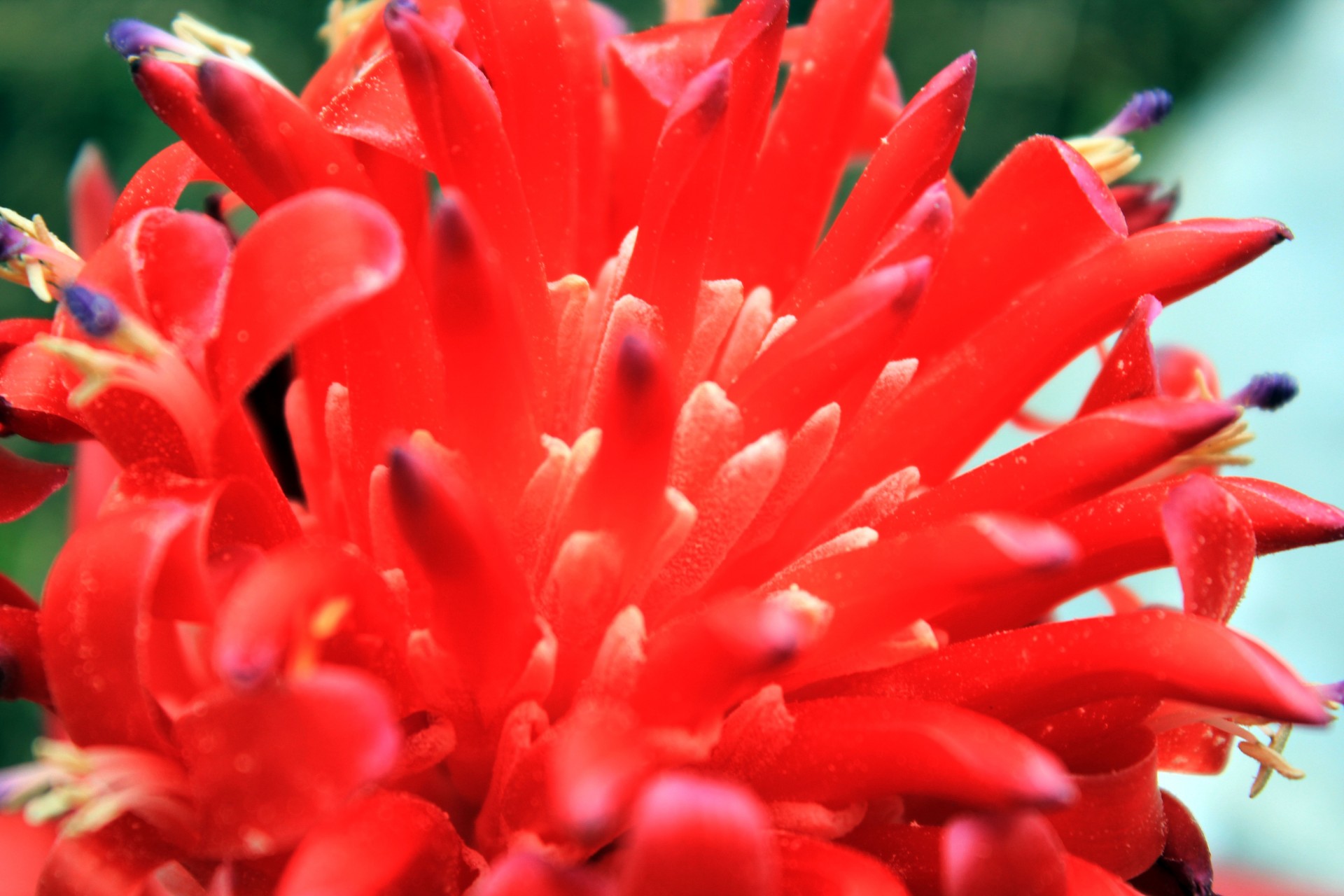 red flower red petals petals free photo