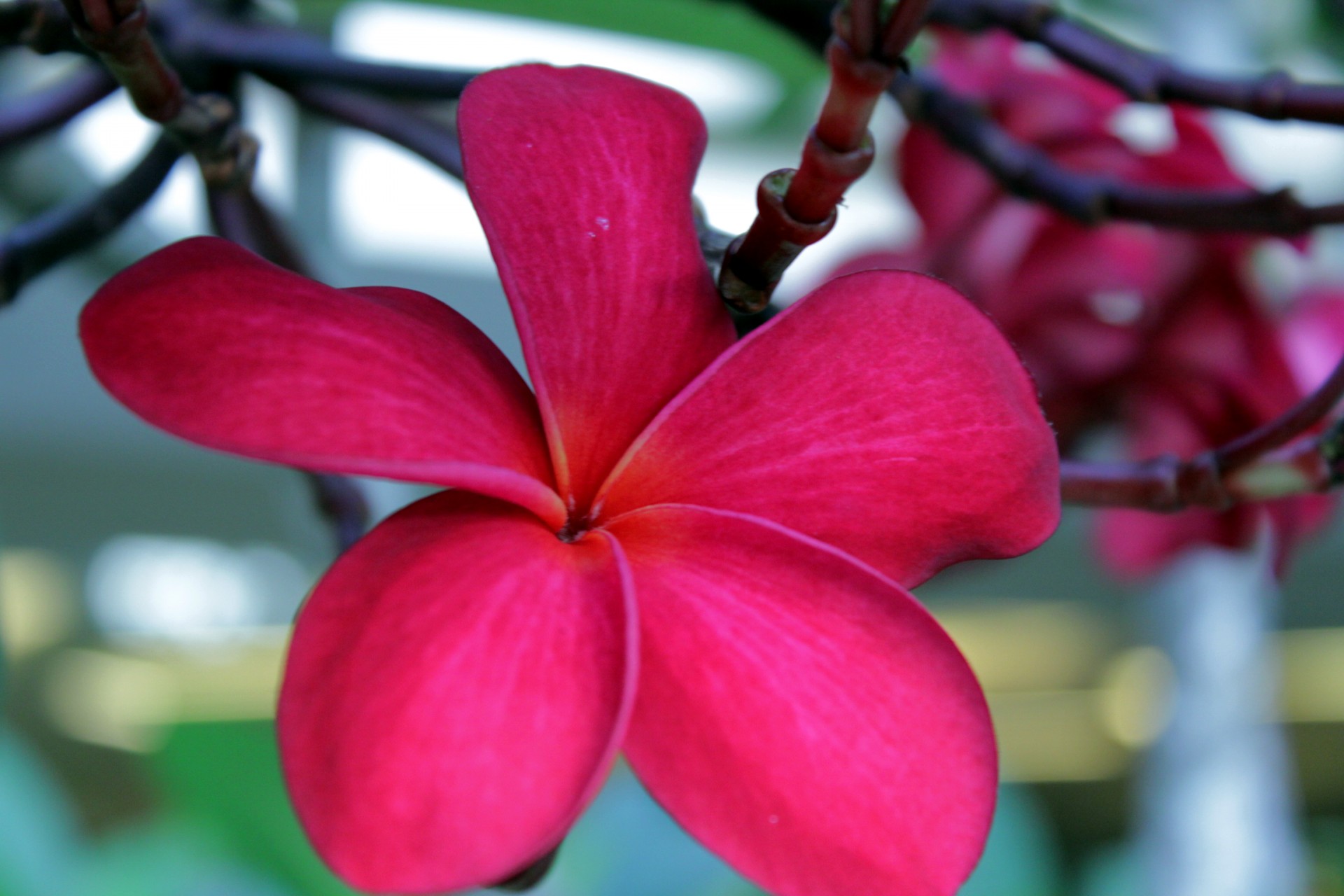 kalachuchi flower kalachuchi flower free photo