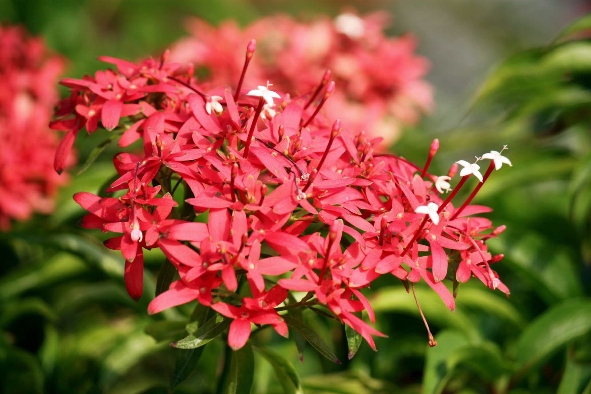 red flower blossom free photo