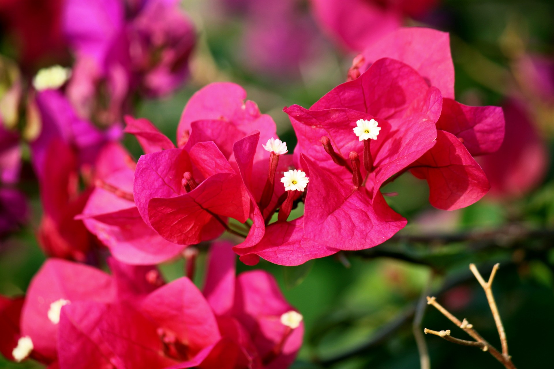 red flower blossom free photo