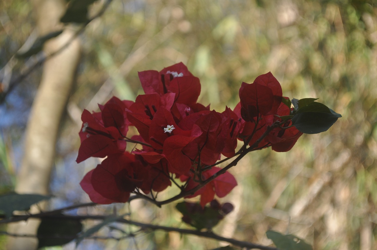 red flower drop-down  red flower  the flower in the foreground free photo