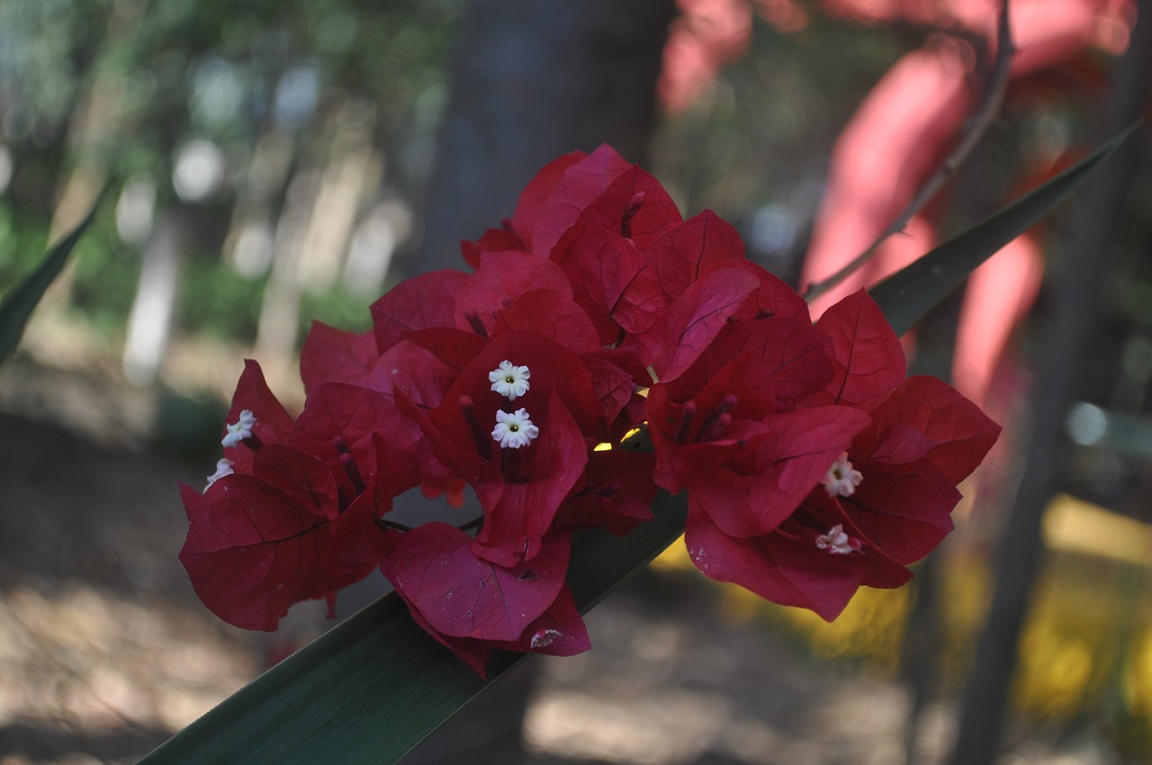 red flower drop-down  red flower  the flower in the foreground free photo