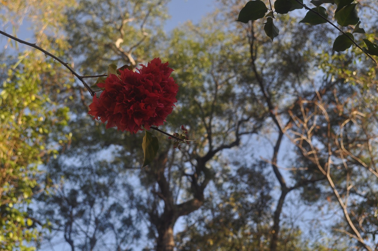 red flower drop-down  red flower  the flower in the foreground free photo