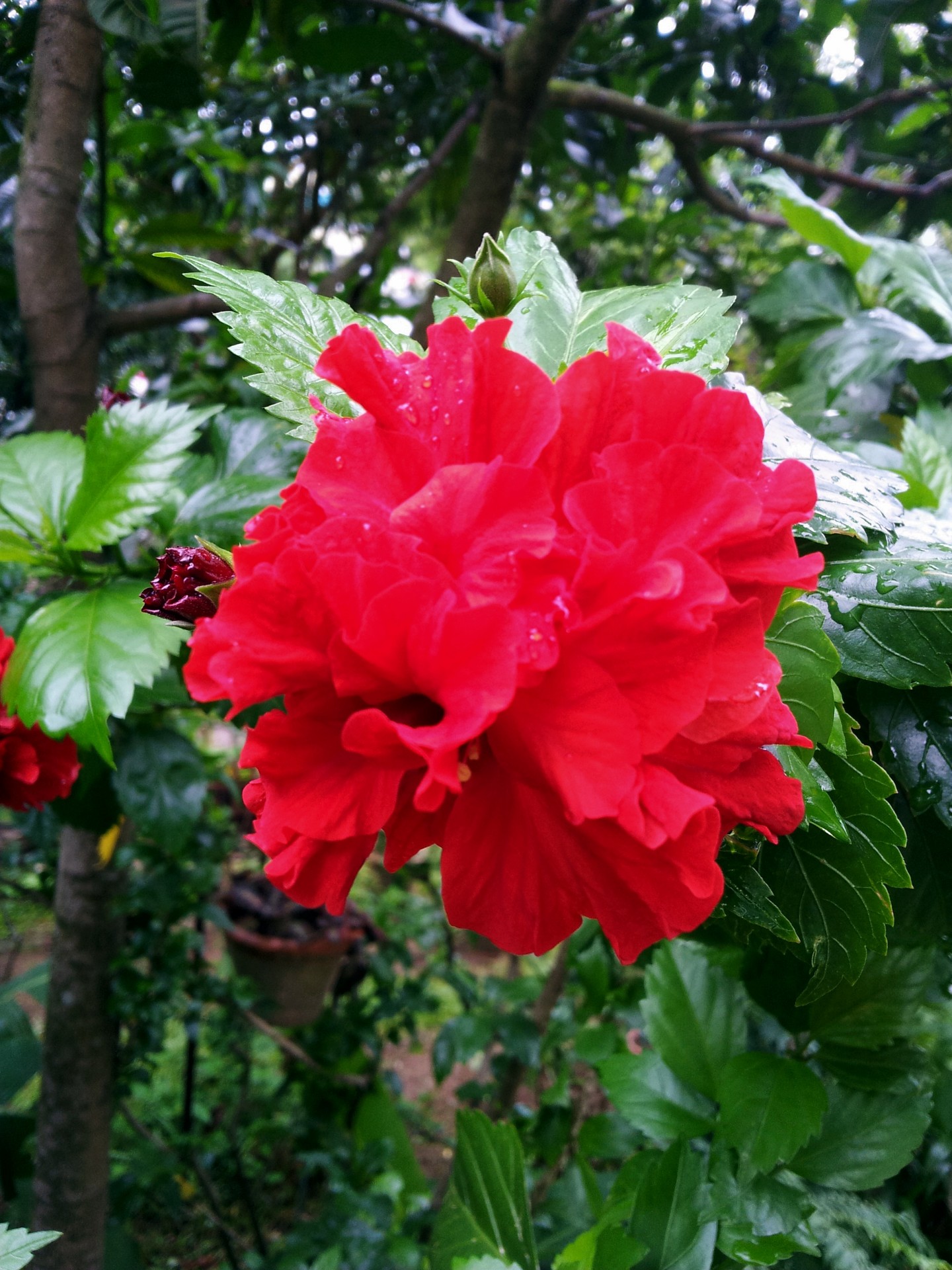 red flower blossom free photo