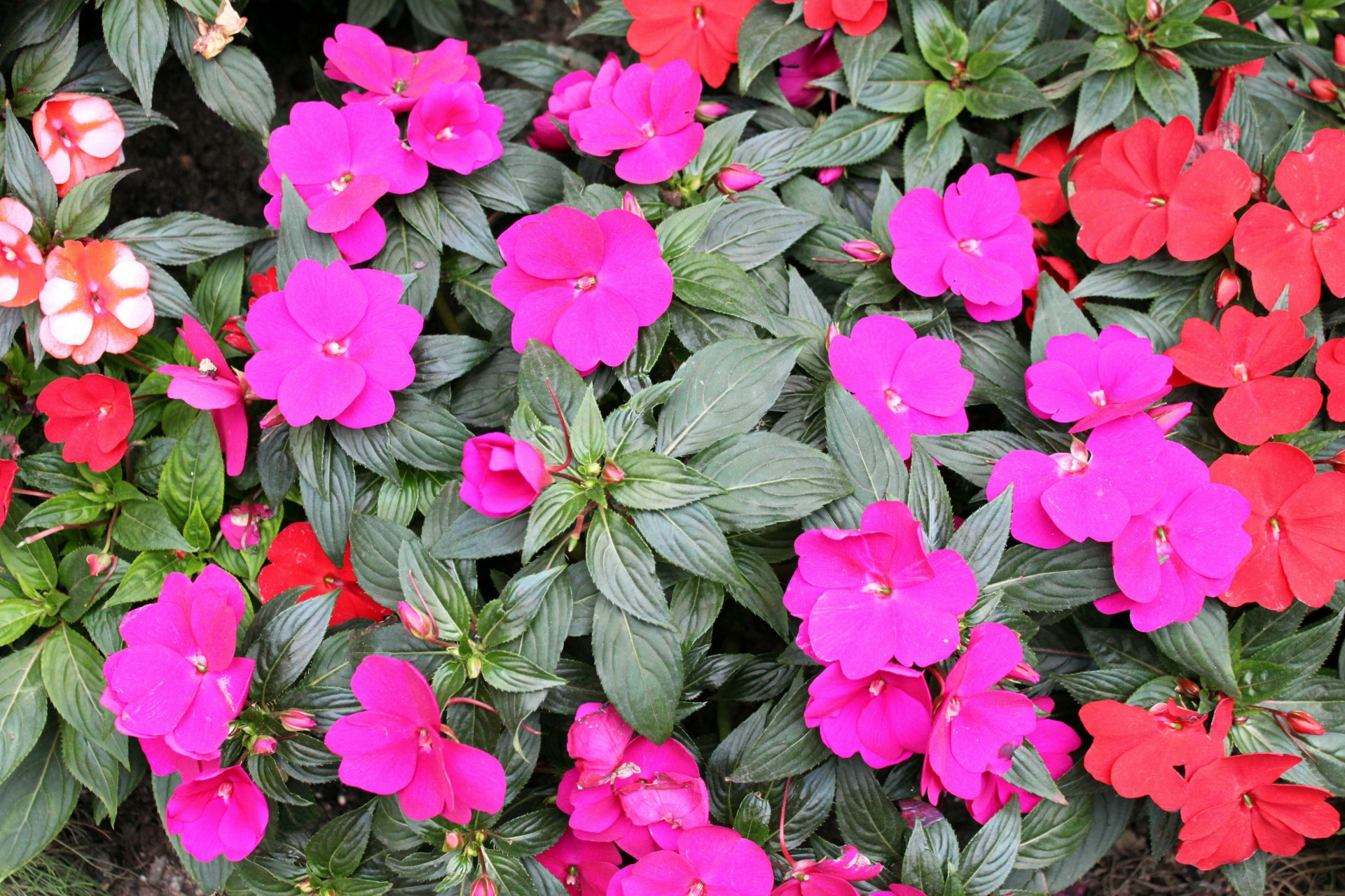 red flower wallpaper blossom background free photo