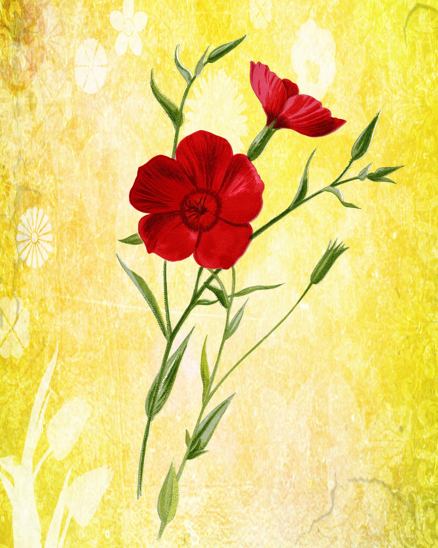 flower red floral free photo