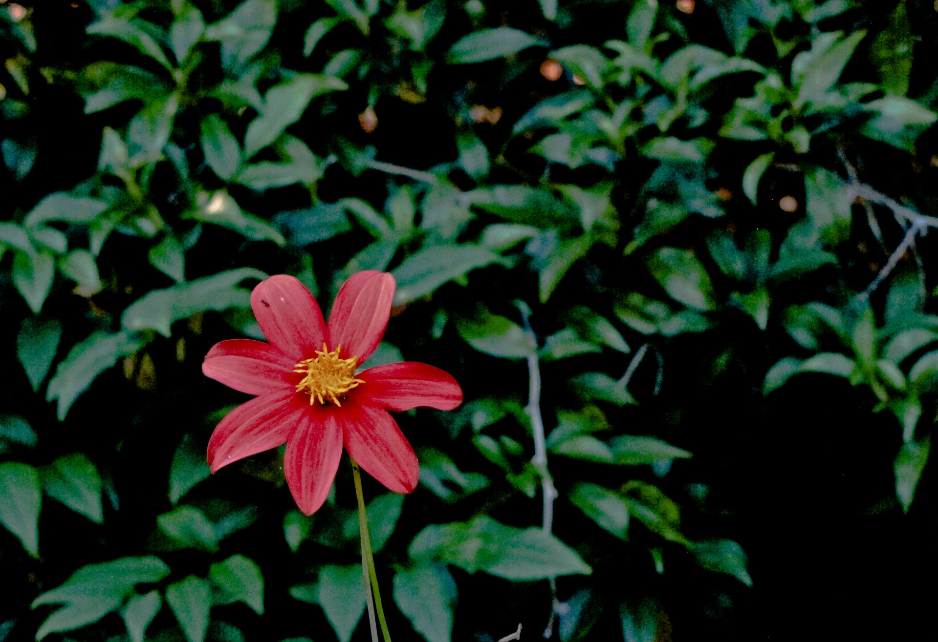 red flower daisy like red petals free photo