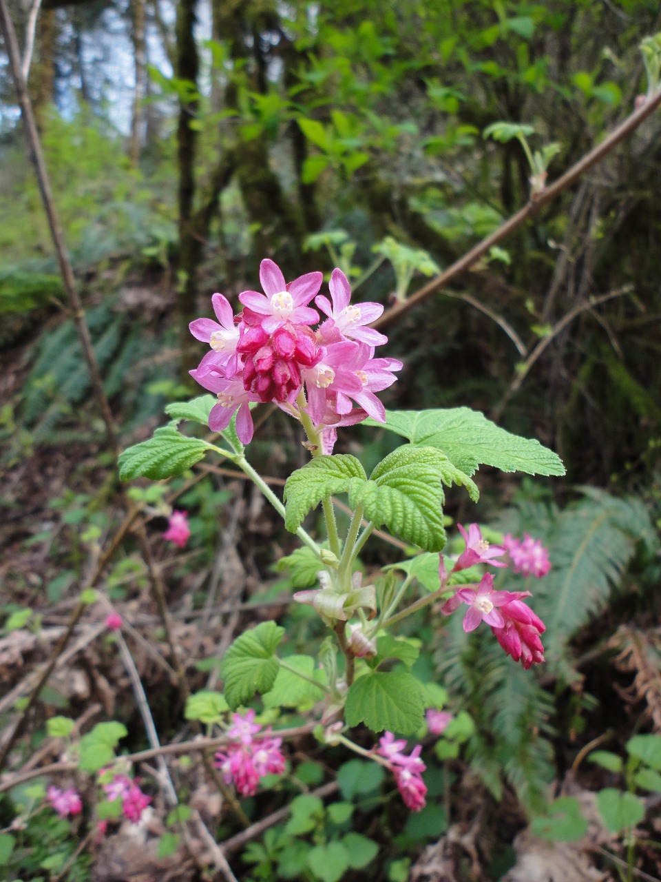 red-flowering current currant wildflower free photo