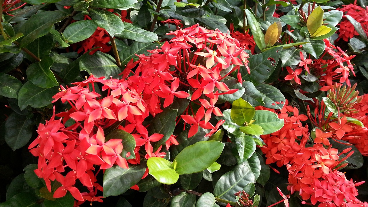 red flowers flowering ixora cultivar free photo