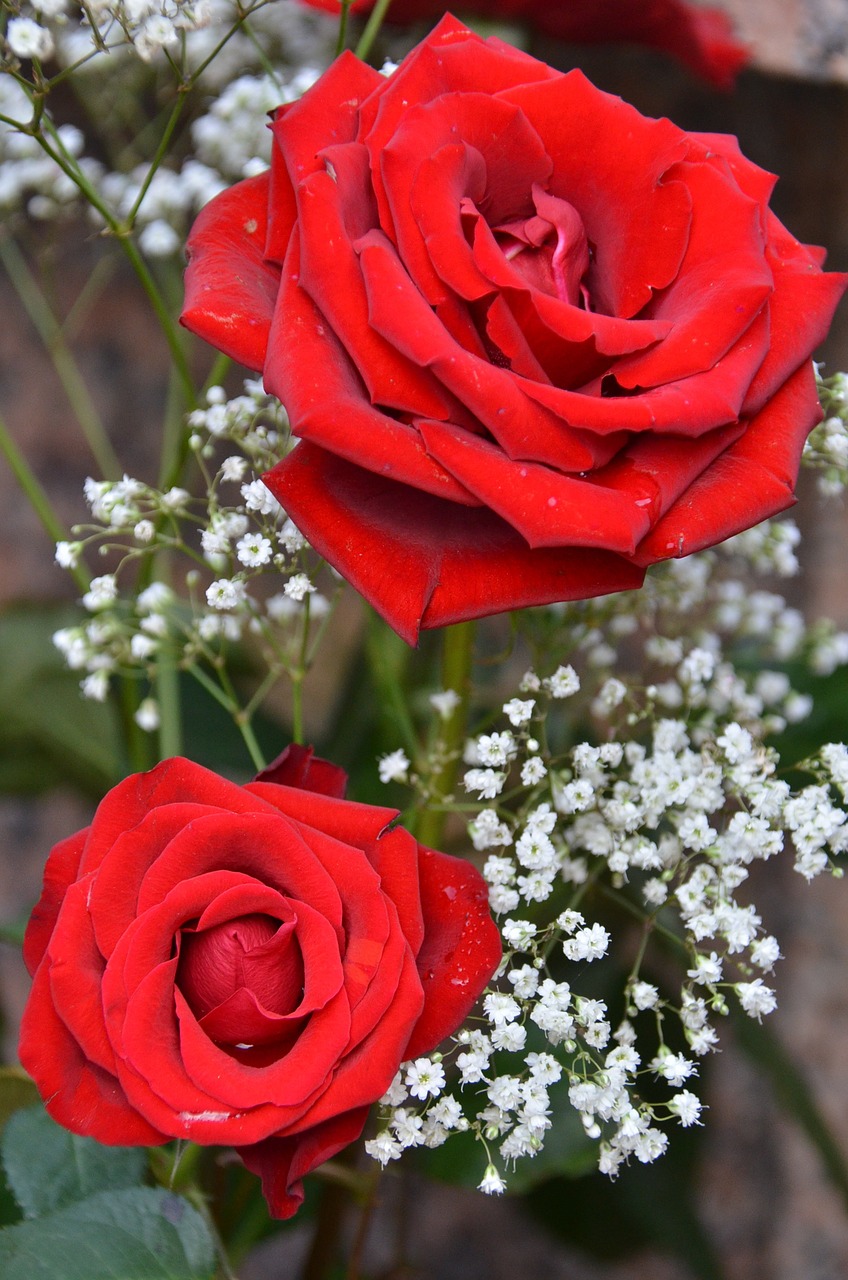 red flowers roses garden free photo