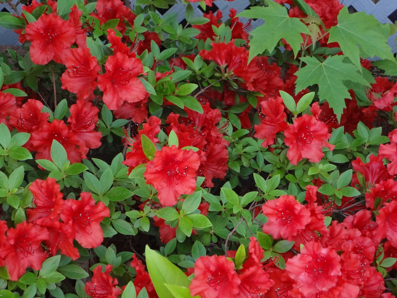 red flowers flower red flower free photo