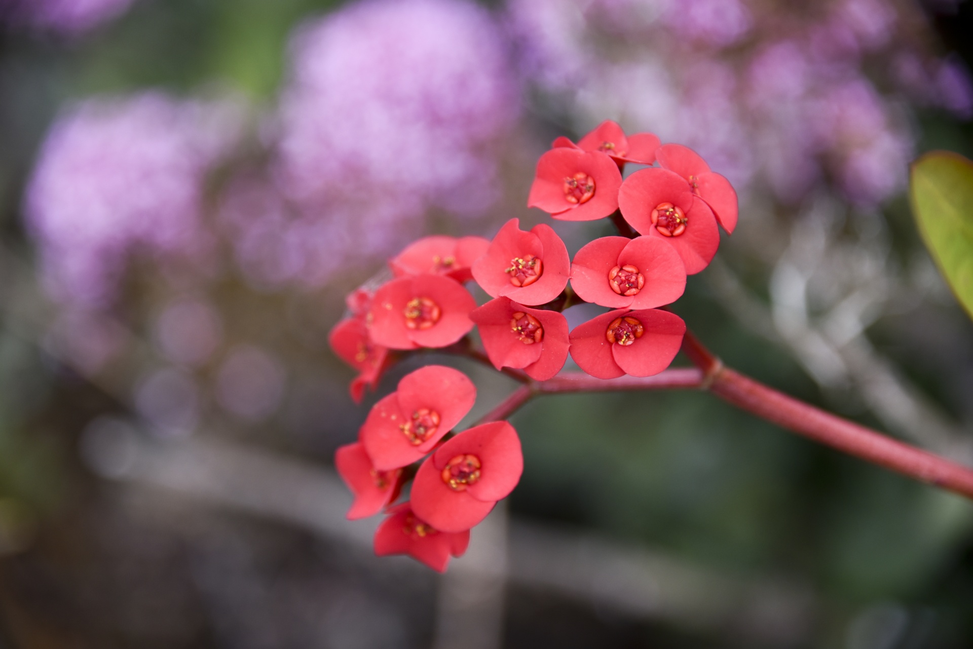 flower flowers red free photo