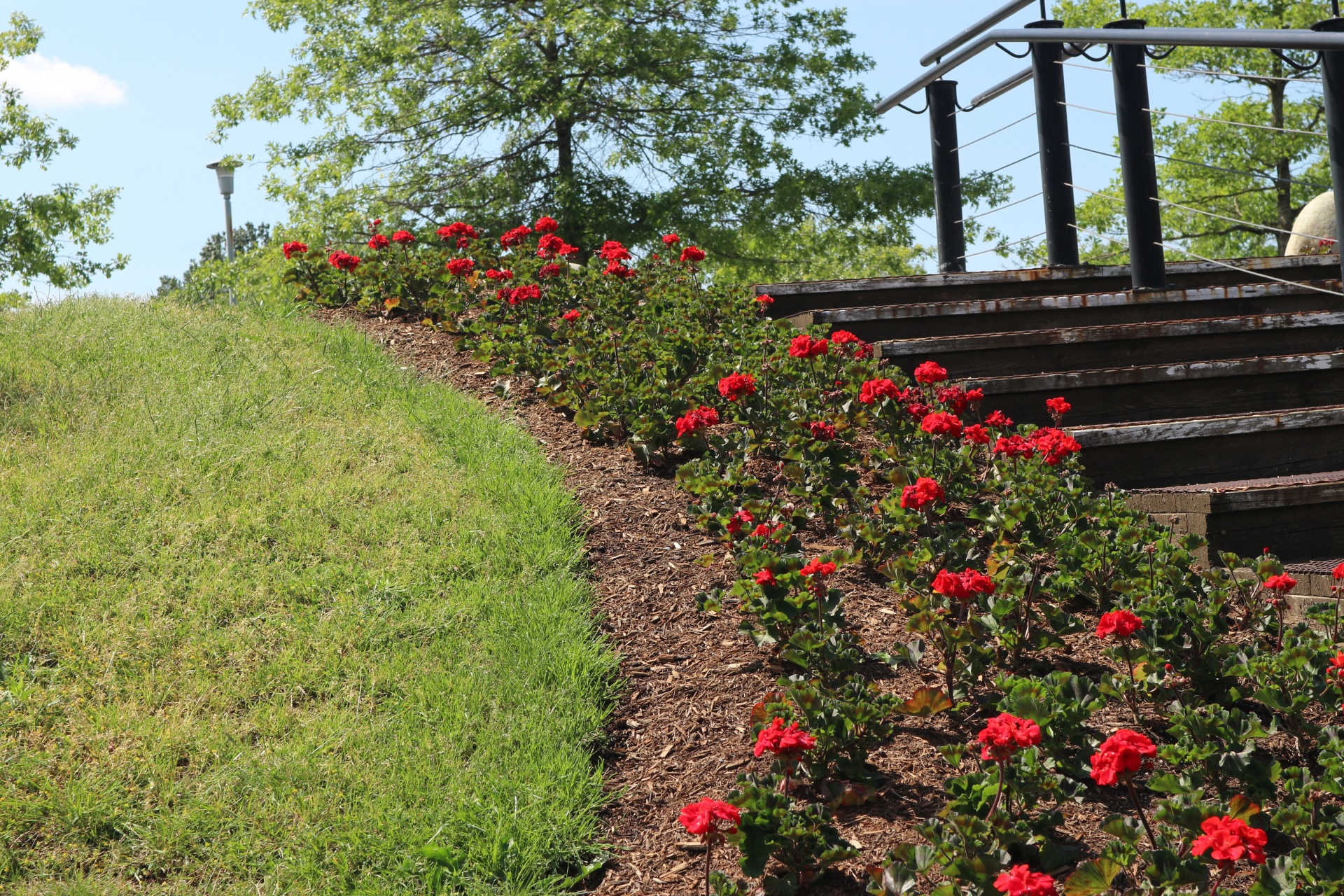 red flowers decorative free photo