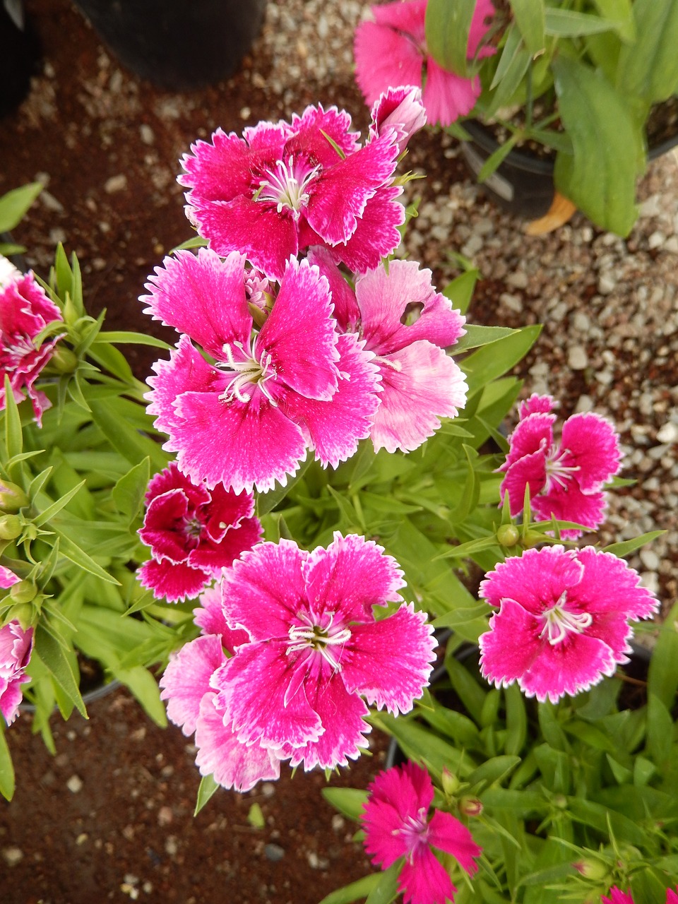 dianthus carnation red flowers free photo