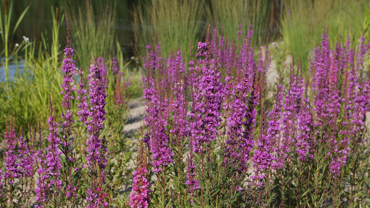 red flowers garden plants free photo