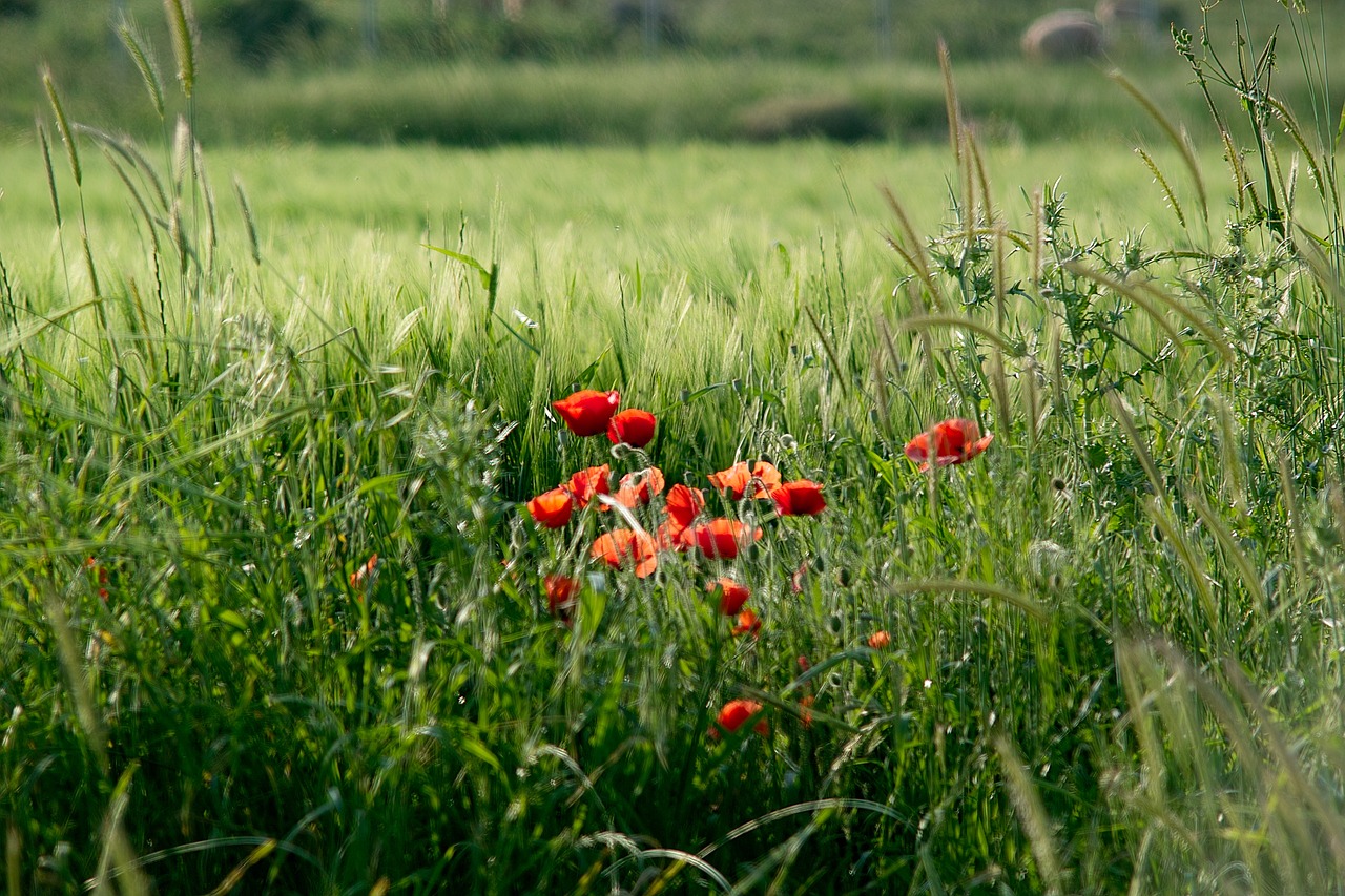 flowers grass red free photo