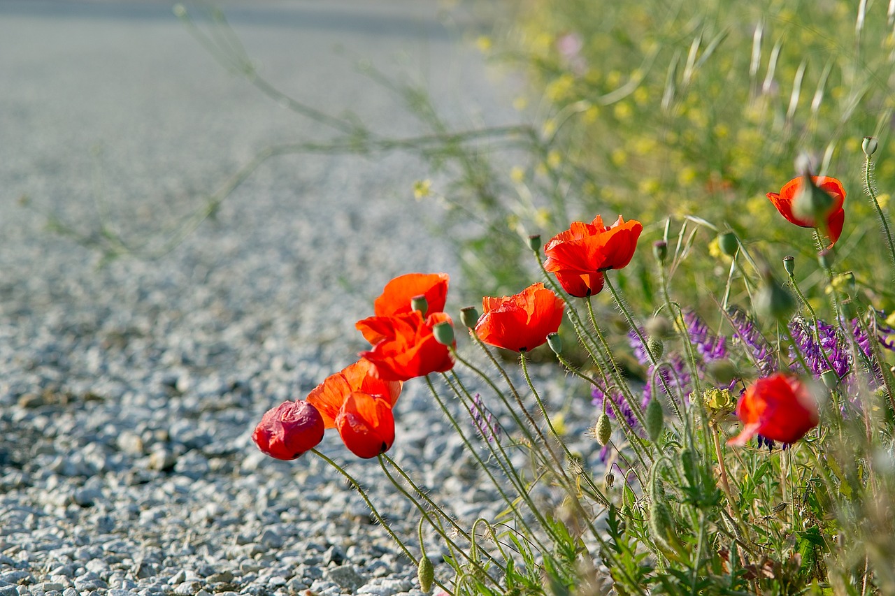 poppies red flowers road free photo