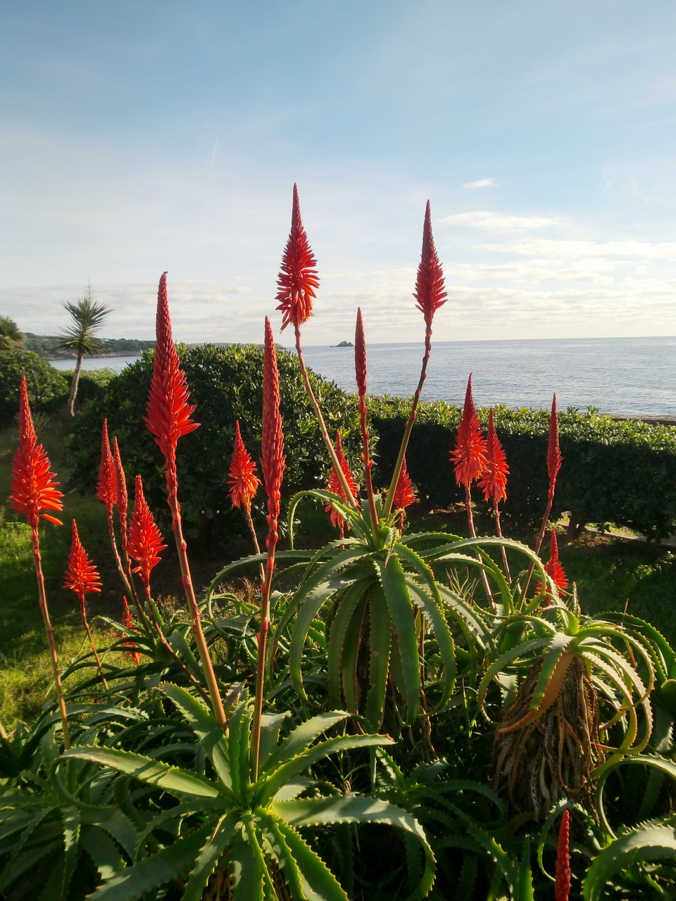 red flowers sea planting free photo