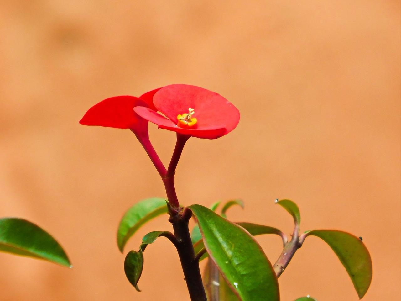 red flowers nature garden free photo