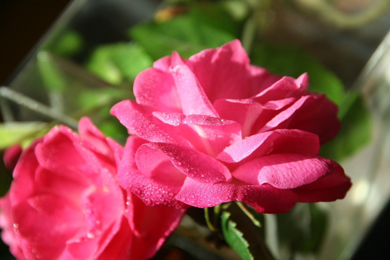 red flowers flower arrangement flowers free photo