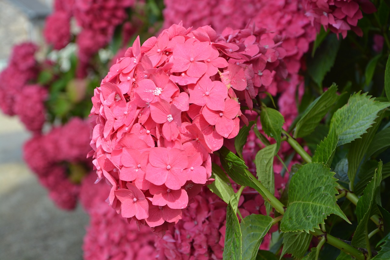 red flowers the big balls with small petals green leaves free photo