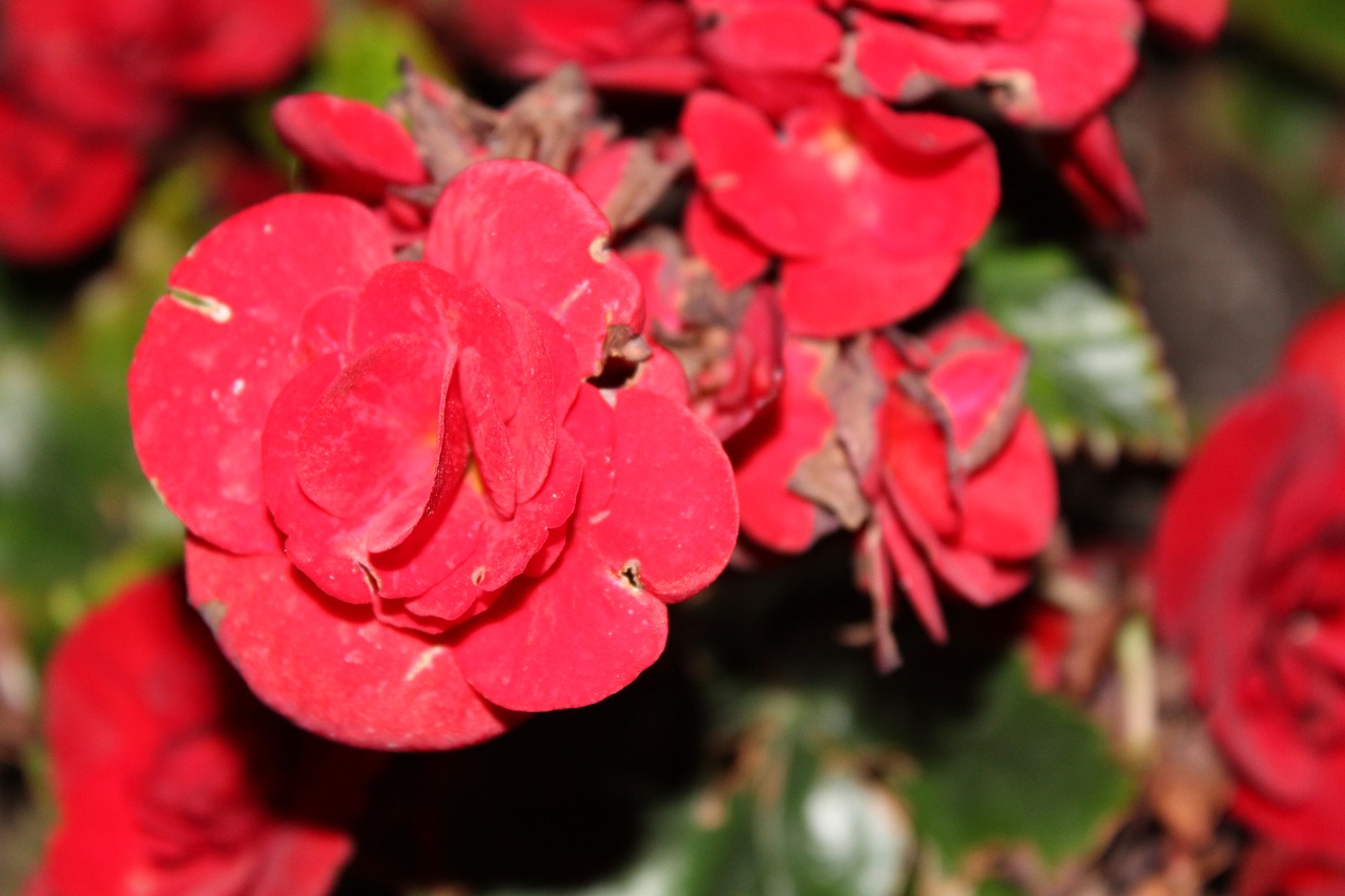 red flowers flowers night shot free photo