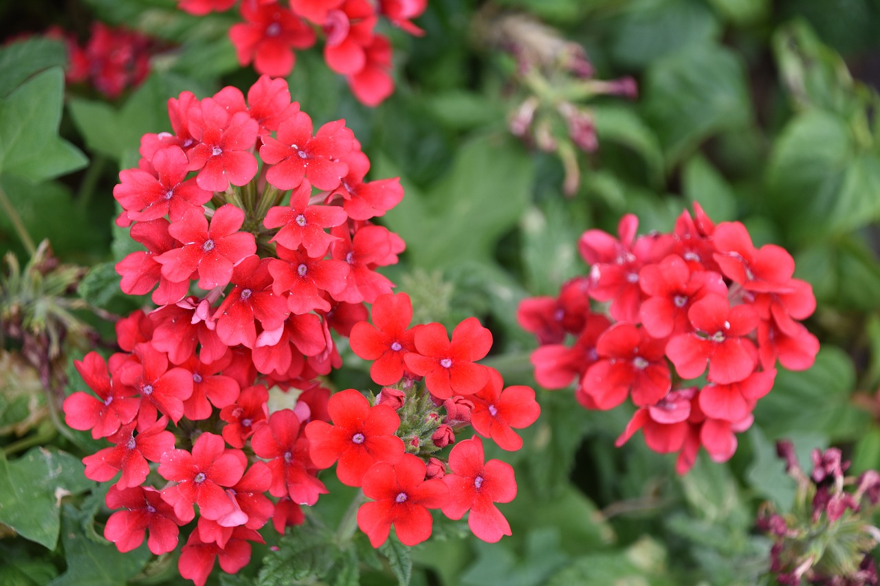 red flowers flower plant free photo